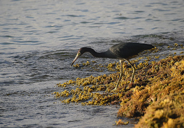 Environmental Health